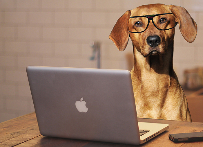 concurso público - ConcursoAprovado com - cachorro - laptop